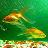 Popular - Aquarium II by amitsaran